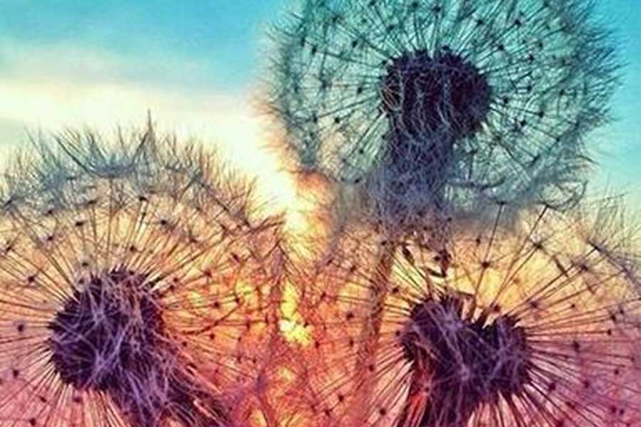 Colourful dandelions