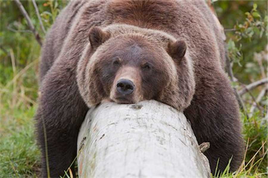 Bear sleeping on log