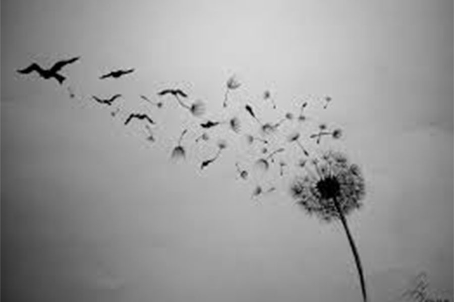 Dandelion petals evolving into birds